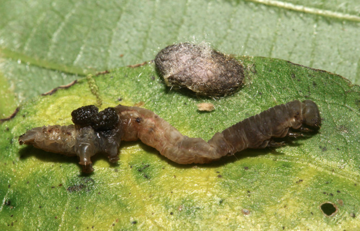 Figura 21. Larva de <i>Cecharismena nealcesalis</i> (Erebidae). Vista lateral mostrando el parásito, 5 mm. Voucher: 17-SRNP-31507-DHJ739193.jpg.