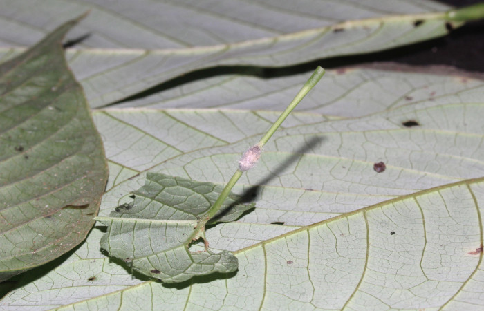 Figura 23. Capullo de Braconidae, pegado al tallo de la hoja, 5 mm. Voucher: 17-SRNP-31619-DHJ739330.jpg.