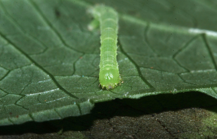 Figura 11. Larva de <i>Cecharismena nealcesalis</i> (Erebidae). Cabeza de frente, segundo estadío, 17 mm. Foto 04/julio/2017. Voucher: 17-SRNP-31641-DHJ739359.jpg.