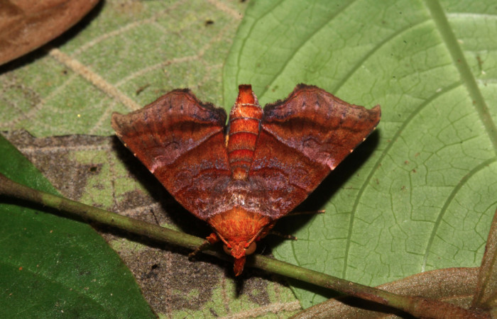 Figura 5. Adulto de <i>Cecharismena nealcesalis</i> (Erebidae). Vista dorsal, 17 mm. Voucher: 17-SRNP-31641-DHJ739887.jpg.