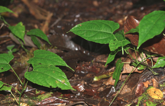 Figura 6. Larva de <i>Cecharismena nealcesalis</i> (Erebidae). Como esta en la hoja, 22 mm. Foto 07/julio/2017. Voucher: 17-SRNP-31767-DHJ739523.jpg.