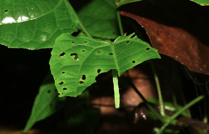 Figura 7. Larva de <i>Cecharismena nealcesalis</i> (Erebidae). Como esta en la hoja, 22 mm. Foto 07/julio/2017. Voucher: 17-SRNP-31767-DHJ739526.jpg.