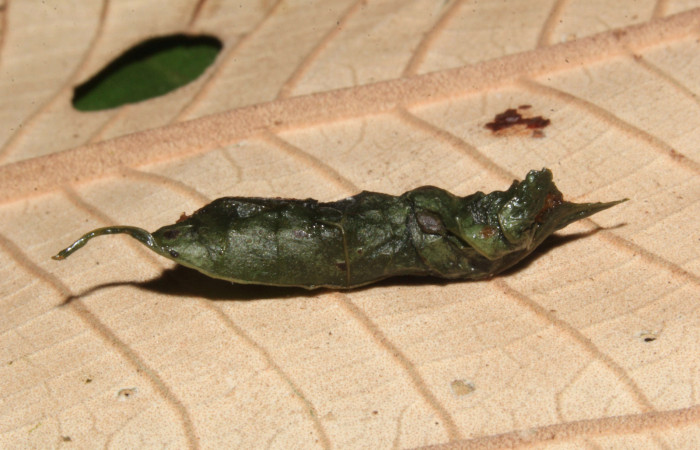 Figura 16. Capullo de <i>Cecharismena nealcesalis</i> (Erebidae), 13 mm. Foto 29/Junio/2017. Voucher: 17-SRNP-31770-DHJ739967.jpg.