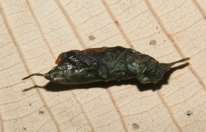 Figura 17. Capullo de <i>Cecharismena nealcesalis</i> (Erebidae), 13 mm. Foto 29/Junio/2017. Voucher: 17-SRNP-31770-DHJ739968.jpg.