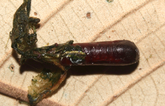 Figura 20. Pupa de <i>Cecharismena nealcesalis</i> (Erebidae). Pupa dorsal, 13 mm. Foto 29/Junio/2017. Voucher: 17-SRNP-31770-DHJ739969.jpg.