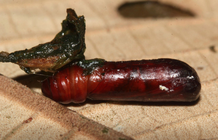 Figura 19. Pupa de <i>Cecharismena nealcesalis</i> (Erebidae). Pupa dorsal, 13 mm. Foto 29/Junio/2017. Voucher: 17-SRNP-31770-DHJ739971.jpg.