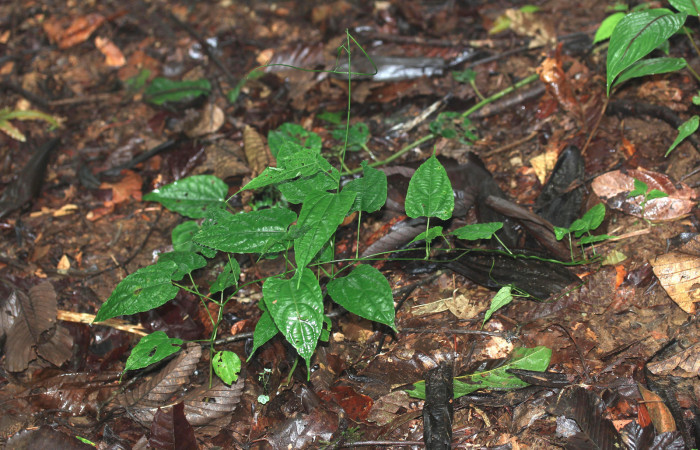 Figura 26. Planta hospedera <i>Dalechampia websteri</i> (Euphorbiaceae) de <i>Cecharismena nealcesalis</i> (Erebidae). 