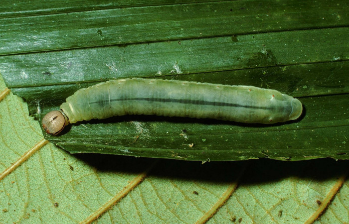 Fig.10. Larva de <i>Carystoides escalantei</i>. 46mm  de longitud. Voucher :  02-SRNP-3153-DHJ67269.jpg.