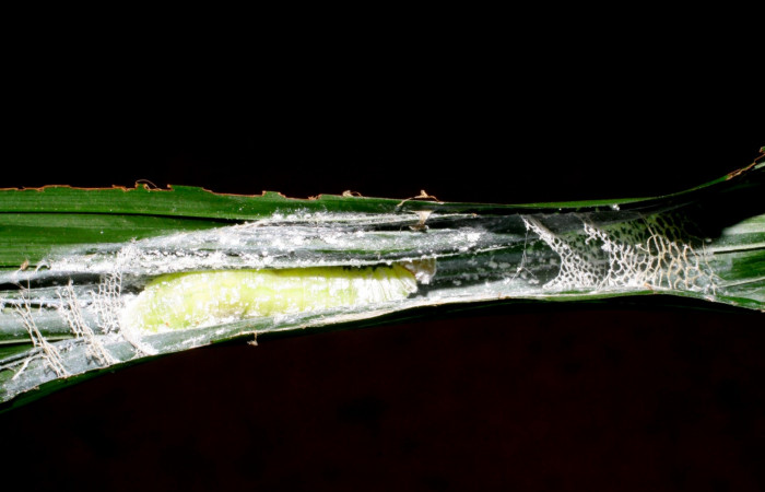 Fig.13. Pupa de <i>Carystoides escalantei</i>. 34mm de longitud. Voucher : 06-SRNP-41013-DHJ414203.jpg.