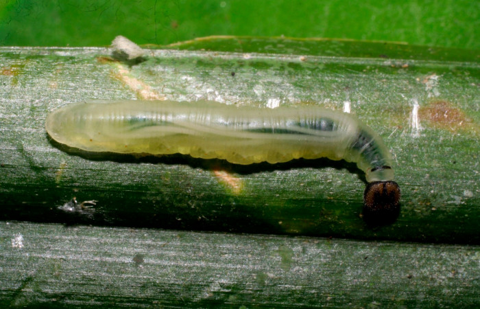 Fig.15. Larva de <i>Carystoides escalantei</i>. 19mm  de longitud. Voucher : 08-SRNP-30230-DHJ435796.jpg.