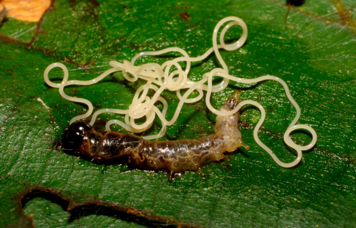Fig.16. Ejemplo de nematodo que parasita a <i>Carystoides escalantei</i>. La imagen muestra parásito nematoda salido en <i>Patania Solis</i>   Voucher : 09-SRNP-65222-DHJ452249.jpg.