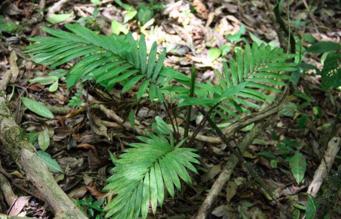 Fig.24.I Planta hospedera de <i>Carystoides escalantei</i>, planta juvenil de <i>Prestoea decurrens</i> (Arecaceae).