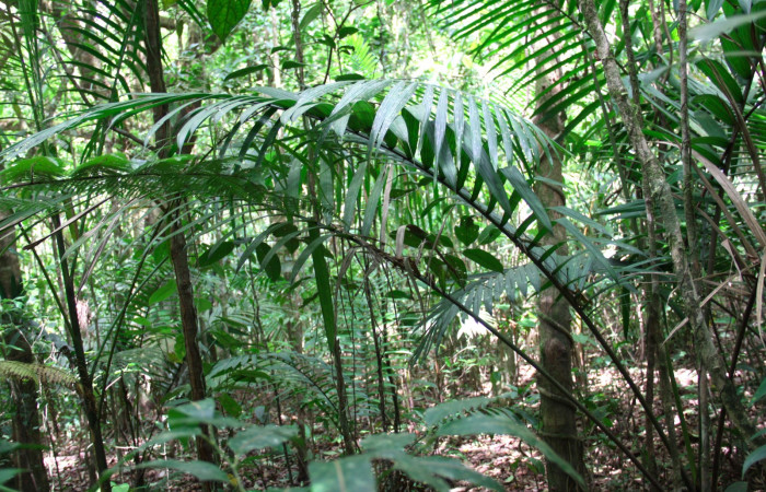 Fig.25. Mostrando hoja de <i>Prestoea decurrens</i> (Arecaceae), planta hospedera de larva <i>Carystoides escalantei</i>.