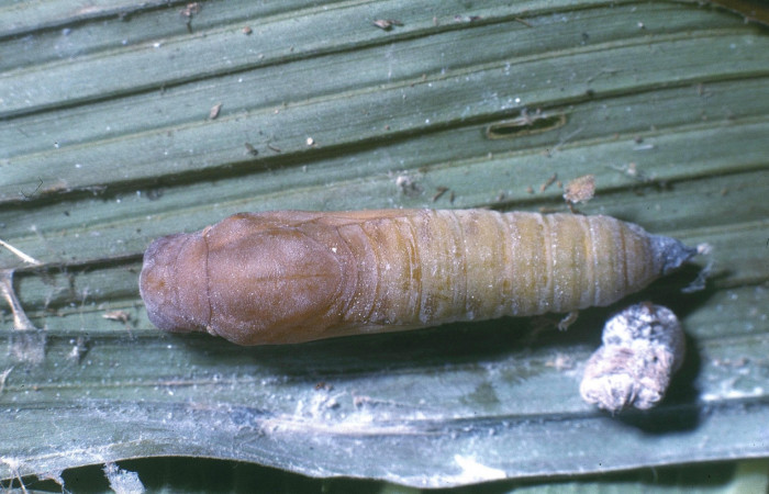 Fig.10.Pupa de <i>Carystoides orbius</i>. 24mm de longitud vista dorsal. Voucher : 04-SRNP-681-DHJ81450.jpg.