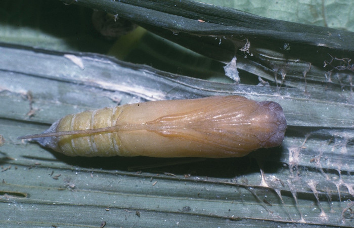 Fig.11. Pupa de <i>Carystoides orbius</i>. 24mm de longitud vista ventral. Voucher :04-SRNP-681-DHJ81456.jpg.