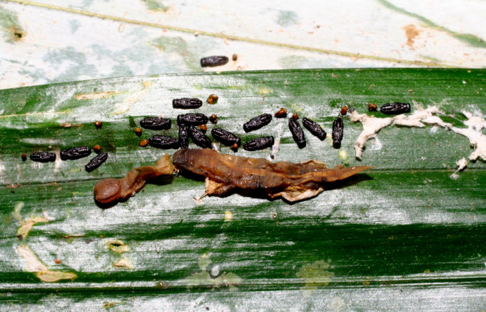 Fig.13. Capullos de Parásito de <i>Carystoides orbius</i>. Voucher : 09-SRNP-30152-DHJ450935.jpg.