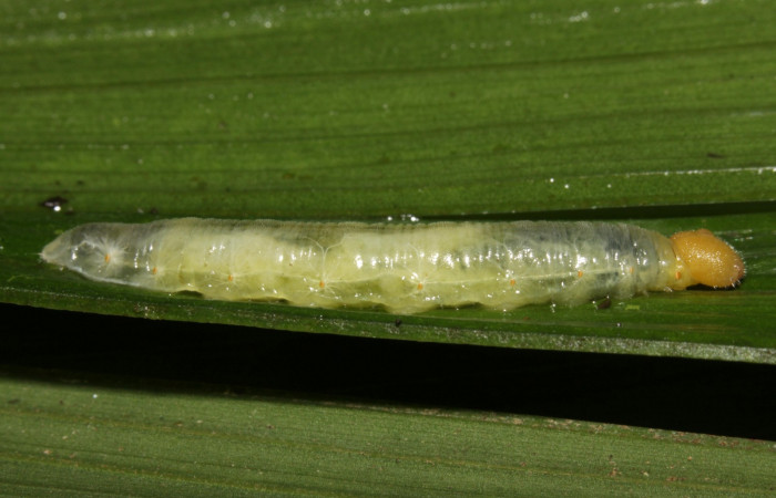 Fig.15. Mostrando larva parasitada de <i>Carystoides orbius</i>. Voucher : 15-SRNP-31923-DHJ728700.jpg.