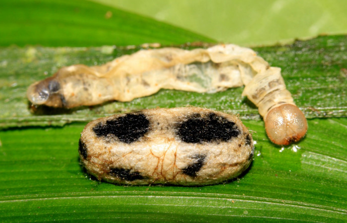 Fig.17. Capullo de Parásito de <i>Carystoides orbius</i>. Voucher: 14-SRNP-31782-DHJ721474.jpg.