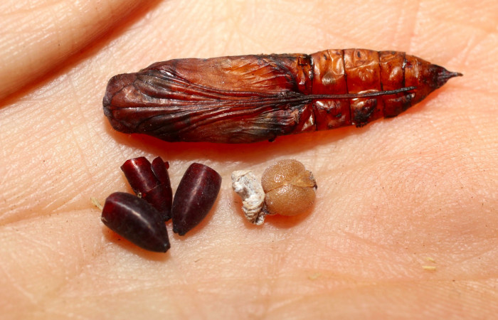 Fig.18. Puparios de Parásito de <i>Carystoides orbius</i>. 10-SRNP-65037-DHJ498275.jpg.