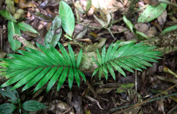 Fig.19. Planta juvenil de <i>Prestoea decurrens</i> (Arecaceae), planta hospedera de <i>Carystoides orbius</i>.
