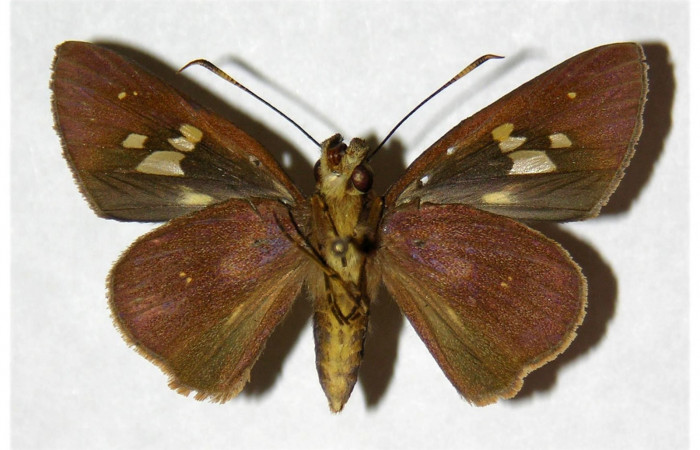 Fig.2. Adulto de <i>Carystoides orbius</i>. Hembra de 38mm  de longitud vista ventral. Voucher : 05-SRNP-3876-DHJ318273.jpg.