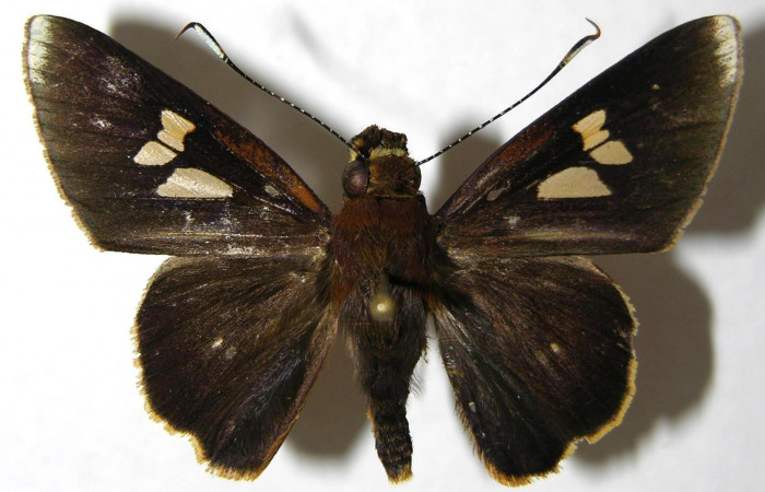Fig.3. Adulto de <i>Carystoides orbius</i>. Macho 40mm  de longitud vista dorsal. Voucher : 06-SRNP-33826-DHJ351478.jpg.