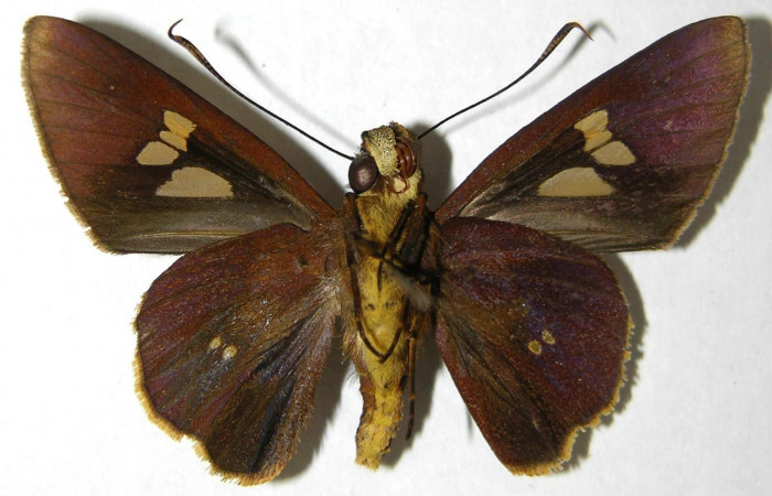 Fig.4. Adulto de <i>Carystoides orbius</i>. Macho 40mm  de longitud vista ventral. Voucher : 06-SRNP-33826-DHJ351479.jpg.