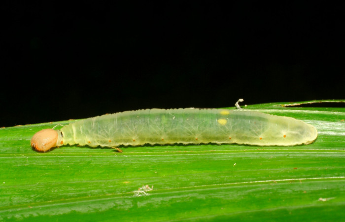 Fig.7. Larva de <i>Carystoides orbius</i>. 47mm  de longitud vista lateral. Voucher : 06-SRNP-34847-DHJ416599.jpg.

