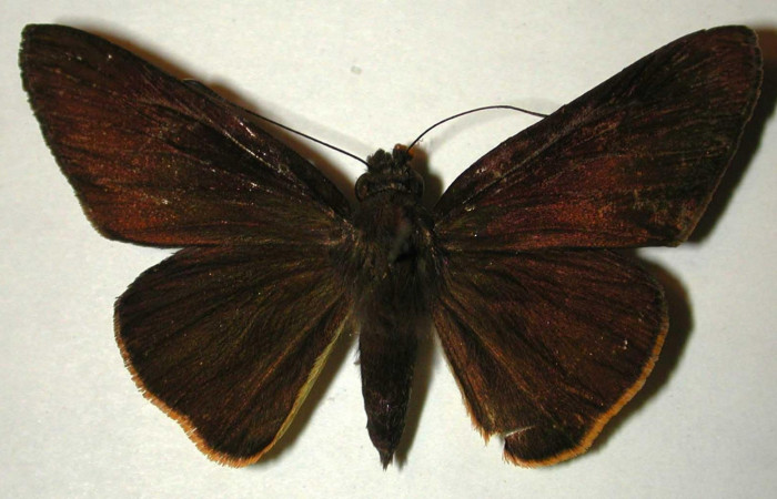 Fig.1. Adulto de <i>Damas immacula</i>. Hembra 47mm  de longitud vista dorsal. Voucher: 00-SRNP-11974-DHJ32974.jpg.