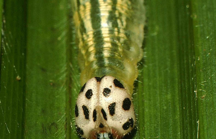 Fig.11. Mostrando cabeza de <i>Damas immacula</i>. Larva mide 42mm de longitud en último estadio vista frontal. Voucher : 00-SRNP-11637-DHJ54543.jpg.