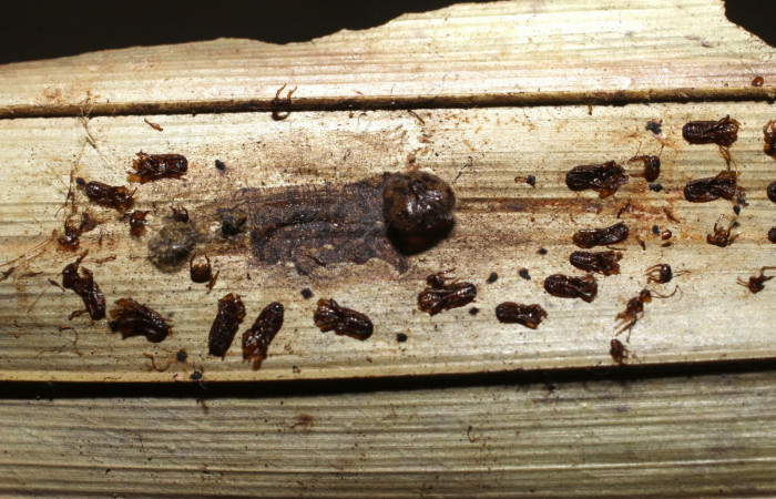 Fig.15. Capullos parásito de <i>Damas immacula</i> de la familia (Eulophidae). Voucher : 09-SRNP-33112-DHJ497984.jpg.