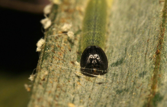 Fig.7. Larva de <i>Damas clavus</i>. 12mm  de longitud en segundo estadio. Voucher : 16-SRNP-31306-DHJ735233.jpg.
