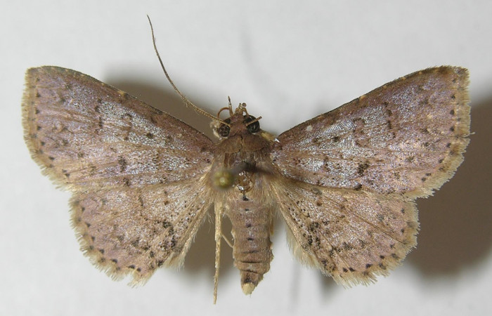 Fig.10  Adulto <i>Antiblemma</i>  lolaDHJ03  mostrando la parte dorsal. Voucher:10-SRNP-43288-DHJ538978.jpg