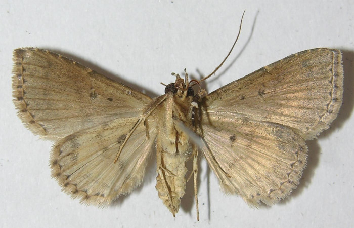 Fig.11  Adulto <i>Antiblemma</i>  lolaDHJ03  mostrando la parte ventral. Voucher:10-SRNP-43288-DHJ538979.jpg