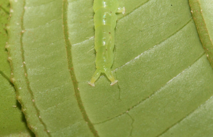 Fig.1 Larva </i>Antiblemma</i>  lolaDHJ03 en último estadío mostrando la parte propatas, caracteristica. importante de la familia  Erebidae Voucher: 13-SRNP-42893-DHJ708109.JPG