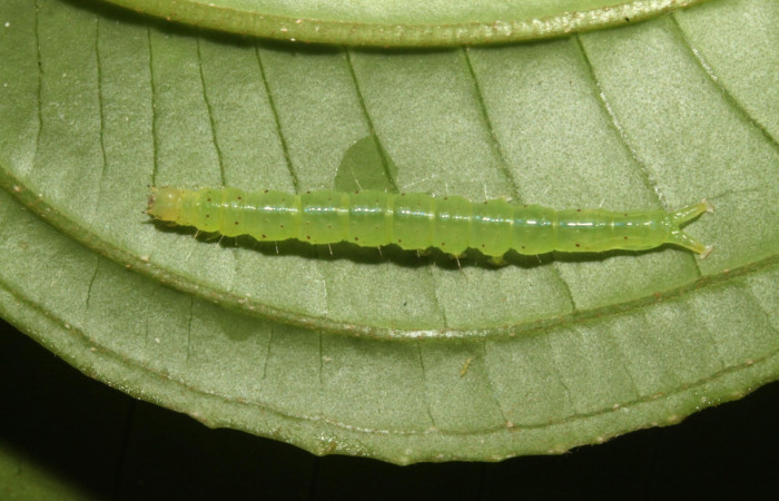 Fig.2 Larva <i>Antiblemma</i>  lolaDHJ03 en último estadío mostrando la parte dorsal, posición donde se  esconden para no ser depredadas  Voucher: 13-SRNP-42893-DHJ708107.JPG