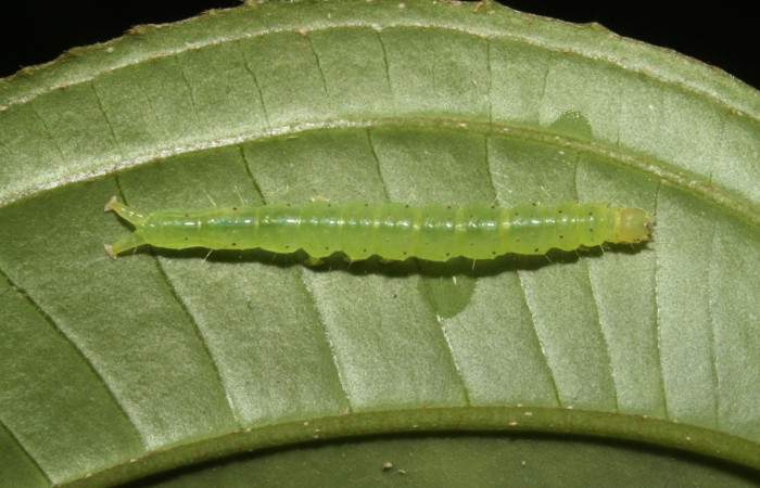 Fig .5  Larva <i>Antiblemma</i>  lolaDHJ03  en último estadio mostrando pelitos finos laterales. Voucher: 13-SRNP-42893-DHJ708112.jpg