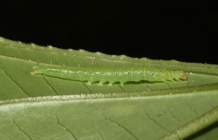Fig .6  Larva <i>Antiblemma</i>  lolaDHJ03 en último estadio mostrando parte lateral mostrando comparación de especies con .  Voucher: 13-SRNP-42893-DHJ708111.jpg