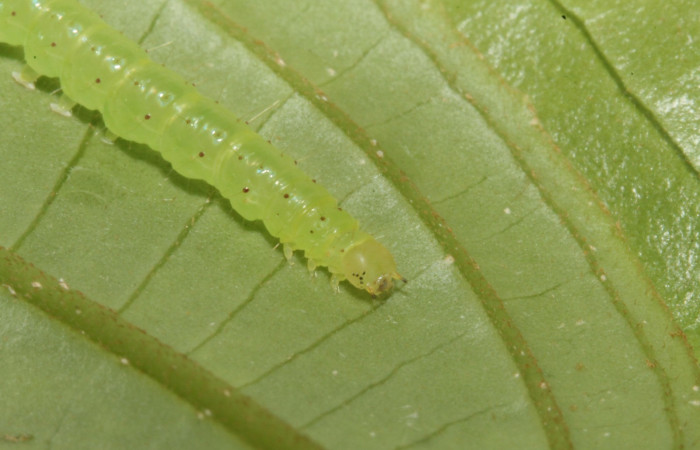 Larva <i>Antiblemma</i>  lolaDHJ03 en último estadio mostrando parte lateral. Voucher: 13-SRNP-42893-DHJ708111.jpg