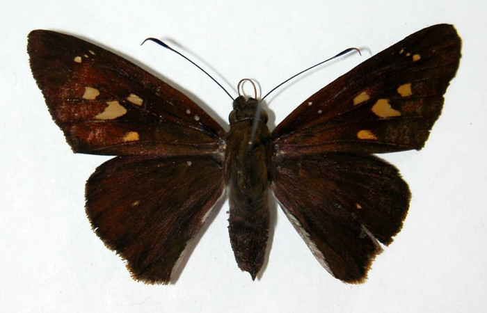 Fig.1. Adulto de <i>Damas clavus</i>. Hembra 52mm  de longitud vista dorsal. Voucher: 02-SRNP-17951-DHJ33998.jpg.