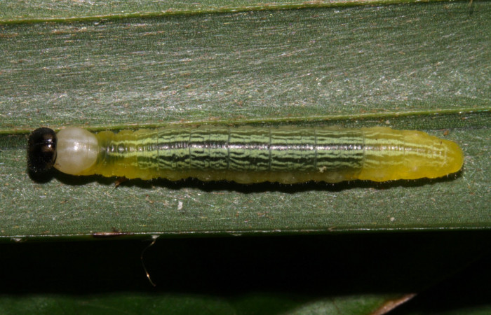 Fig.11. Mostrando larva de <i>Damas immacula</i> mide 28mm de longitud. Voucher : 16-SRNP-30397-DHJ729435.jpg.