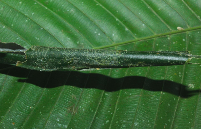 Fig.12. Mostrando casa de <i>Damas clavus</i>. Larva mide 26mm de longitud en penúltimo estadio. Voucher : 16-SRNP-70848-DHJ732926.jpg.