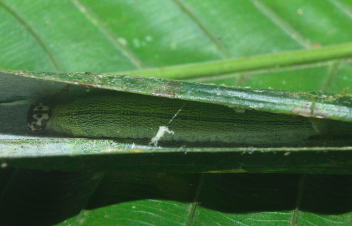 Fig.13. Mostrando larva de <i>Damas clavus</i> dentro de la casa. Larva mide 26mm de longitud en penúltimo estadio. Voucher : 16-SRNP-70848-DHJ732928.jpg.
