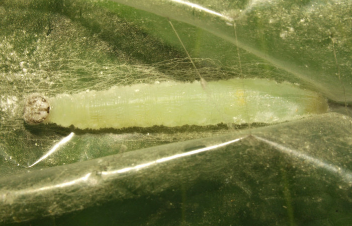 Fig.14. Prepupa de <i>Damas clavus</i>. 47mm de longitud. Voucher : 16-SRNP-31346-DHJ735267.jpg.
