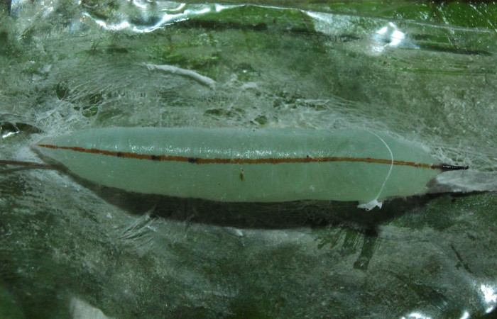 Fig.15. Pupa de <i>Damas clavus</i>. 36mm de longitud. Voucher : 16-SRNP-70848-DHJ732978.jpg.