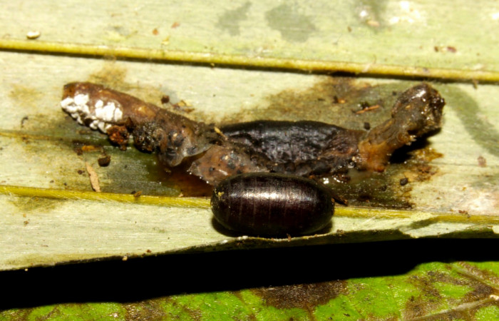 Fig.16. Pupario de <i>Damas clavus</i> de la familia (Tachinidae). Voucher : 16-SRNP-31351-DHJ735272.jpg.