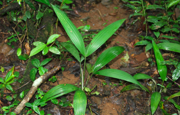 Fig.18. Planta juvenil de <i>Cryosophila warscewiczii</i> (Arecaceae), planta hospedera de larva <i>Damas clavus</i>.