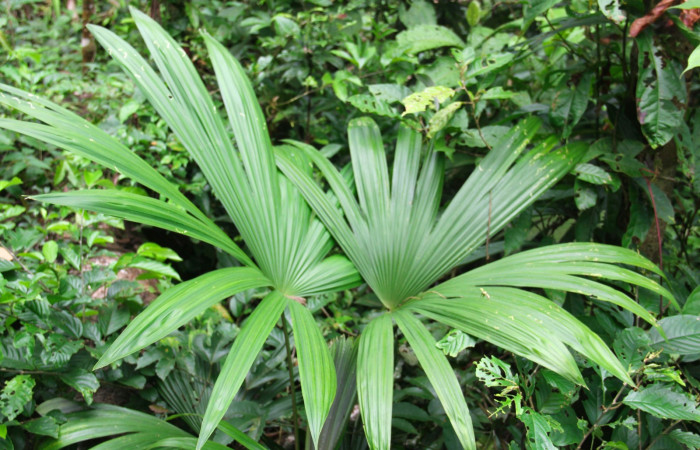 Fig.19. Mostrando hojas de <i>Cryosophila warscewiczii</i> (Arecaceae), planta hospedera de larva <i>Damas clavus</i>.