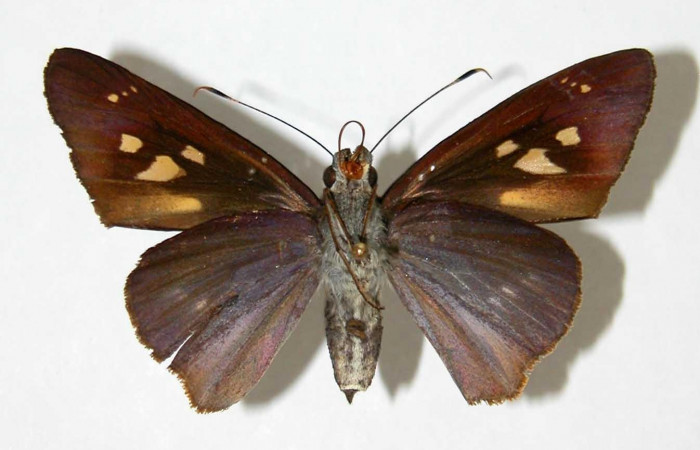 Fig.2. Adulto de <i>Damas clavus</i>. Hembra 52mm  de longitud vista ventral. Voucher: 02-SRNP-17951-DHJ33999.jpg.