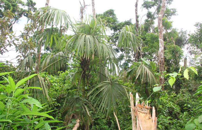 Fig.20. Planta hospedera de <i>Damas clavus</i> <i>Cryosophila warscewiczii</i> (Arecaceae).